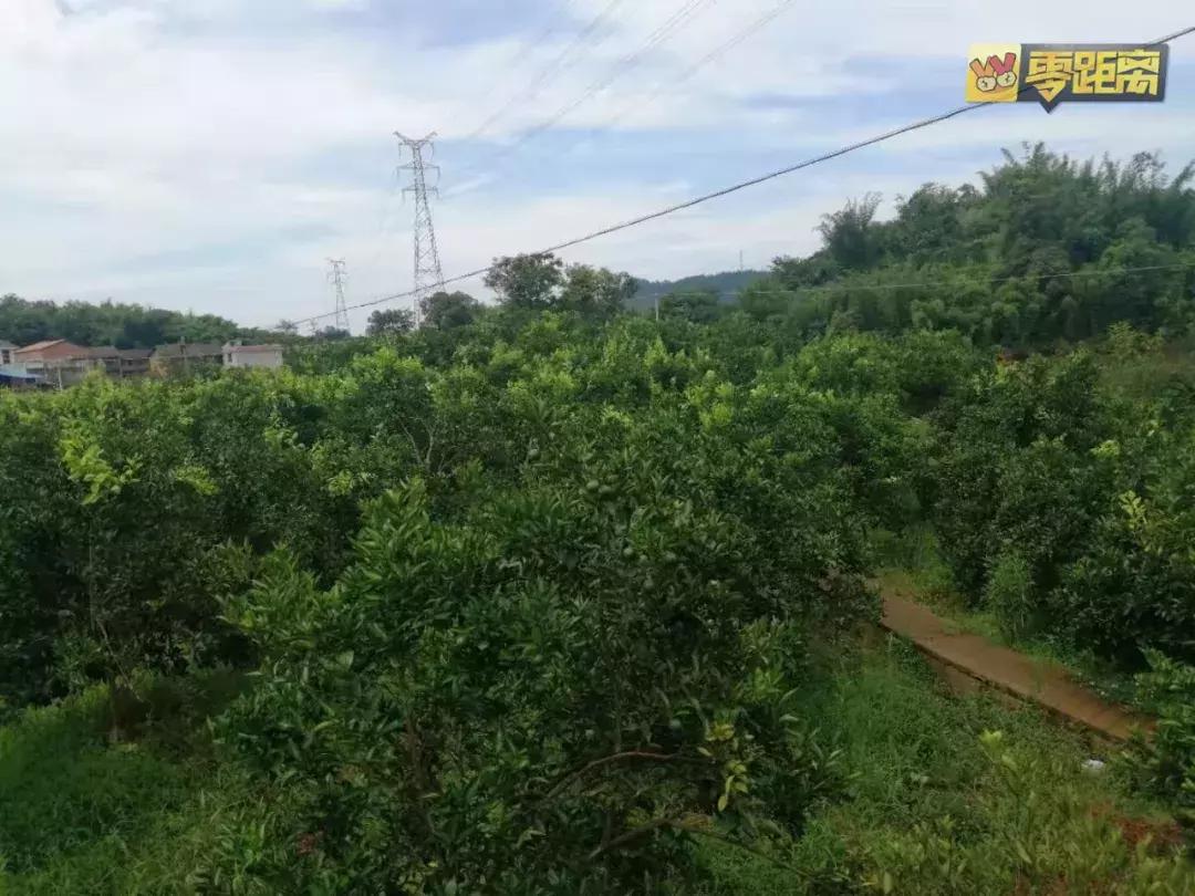 10块钱能吃遍宜宾这个镇？还有这些城头人不晓得的…