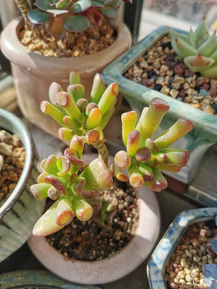 适合北方阳台党养的多肉,适合养在北阳台的多肉