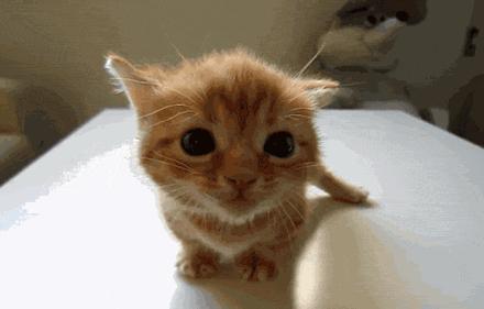 公猫可以有多个乳房吗,公猫也长乳房吗