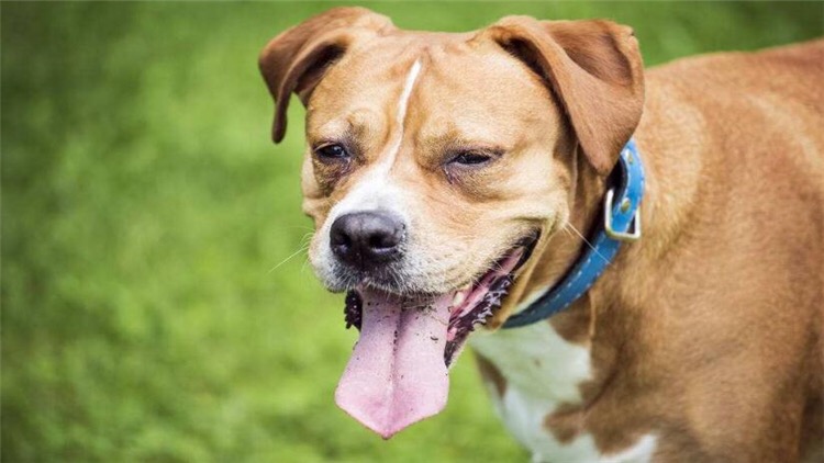 狗狗眼白浑浊发黑怎么改善,狗狗黑眼圈越来越严重什么原因