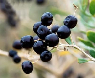 枸杞黑色好还是红的好,枸杞叶子有黑色虫子