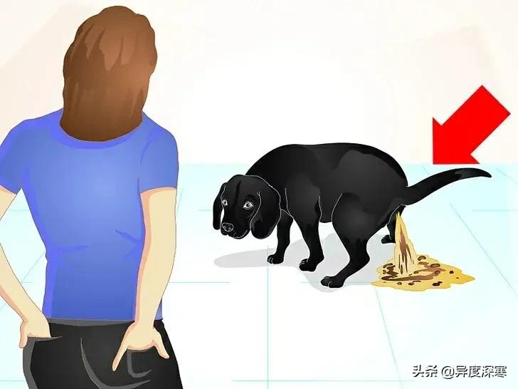 狗狗软便的解决方法,改善狗狗软便最有效的东西