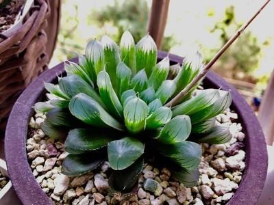 多肉开的花干了怎么救,多肉开完花要死怎么办