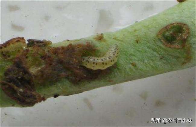 如何才能有效的防治豆角钻心虫,豆角钻心虫防治特效药