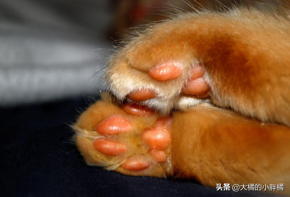 猫咪最可爱被摸的六个部位,猫咪最可爱的部位是什么