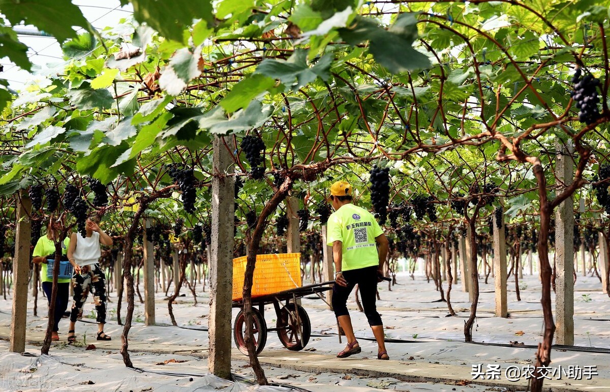 2016年农业扶持项目有哪些,2020年农业重点扶持项目汇总