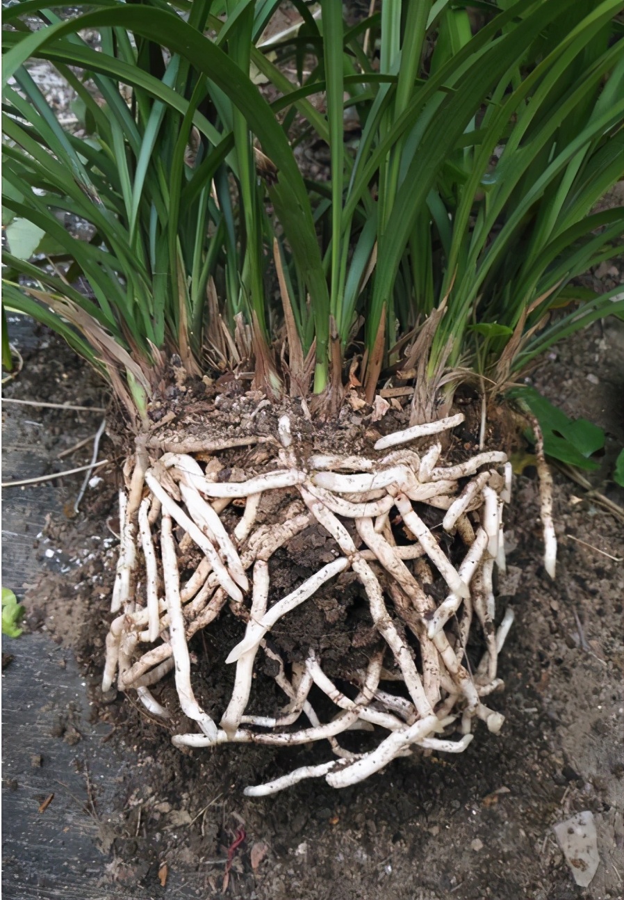 兰花好不好，五个特征“有目共睹”，若你的苗符合，值得炫耀