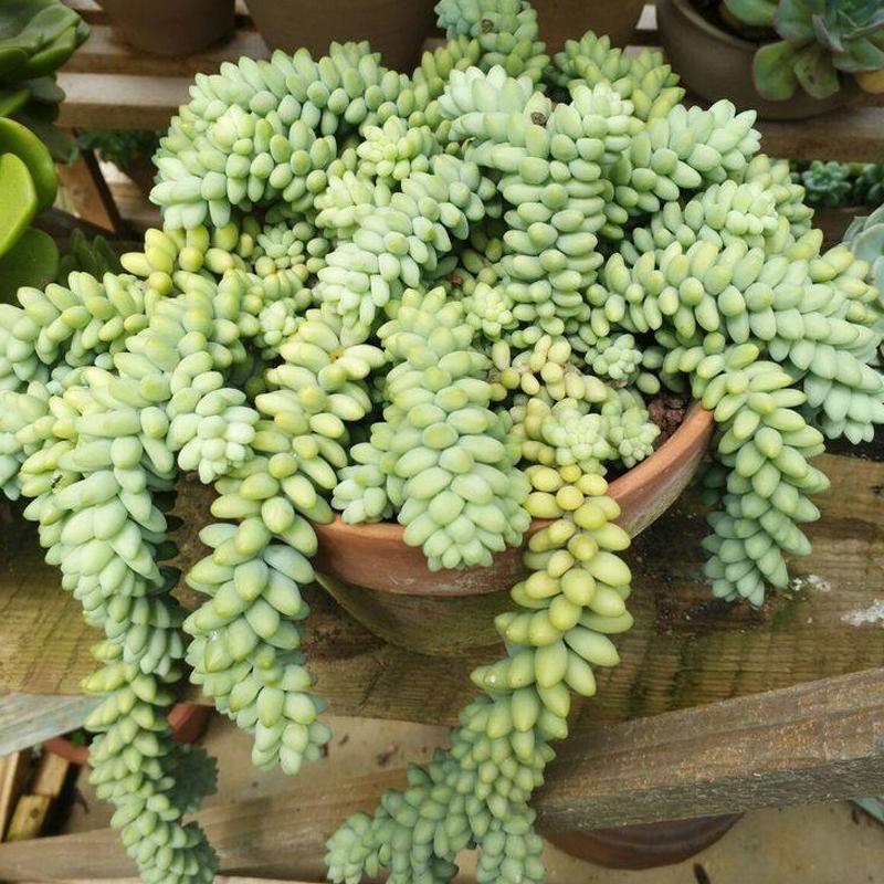 垂吊碧玉莲,串玉挂坠