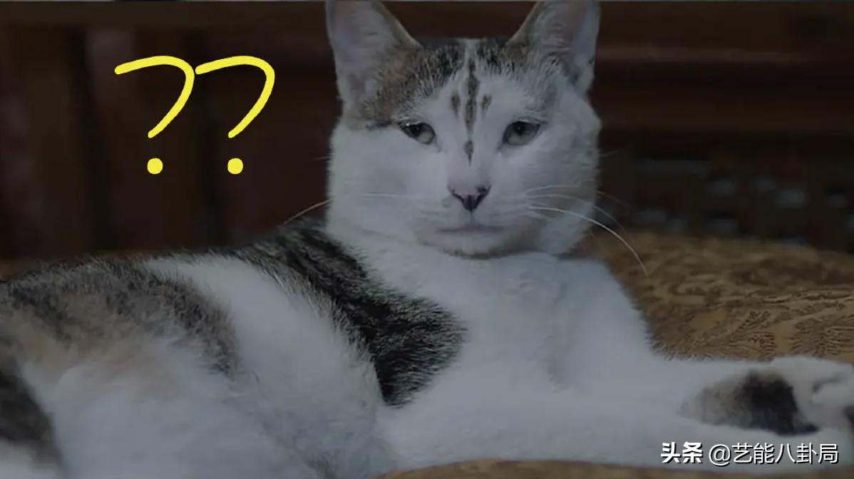 遇龙全员超燃打戏来袭,遇龙男主演技对比