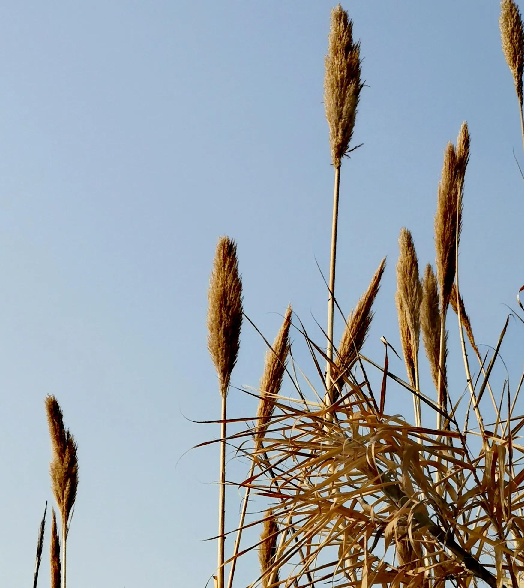 大年初一逛栎阳湖湿地公园，柳色遥看近吐绿，春归石川河！