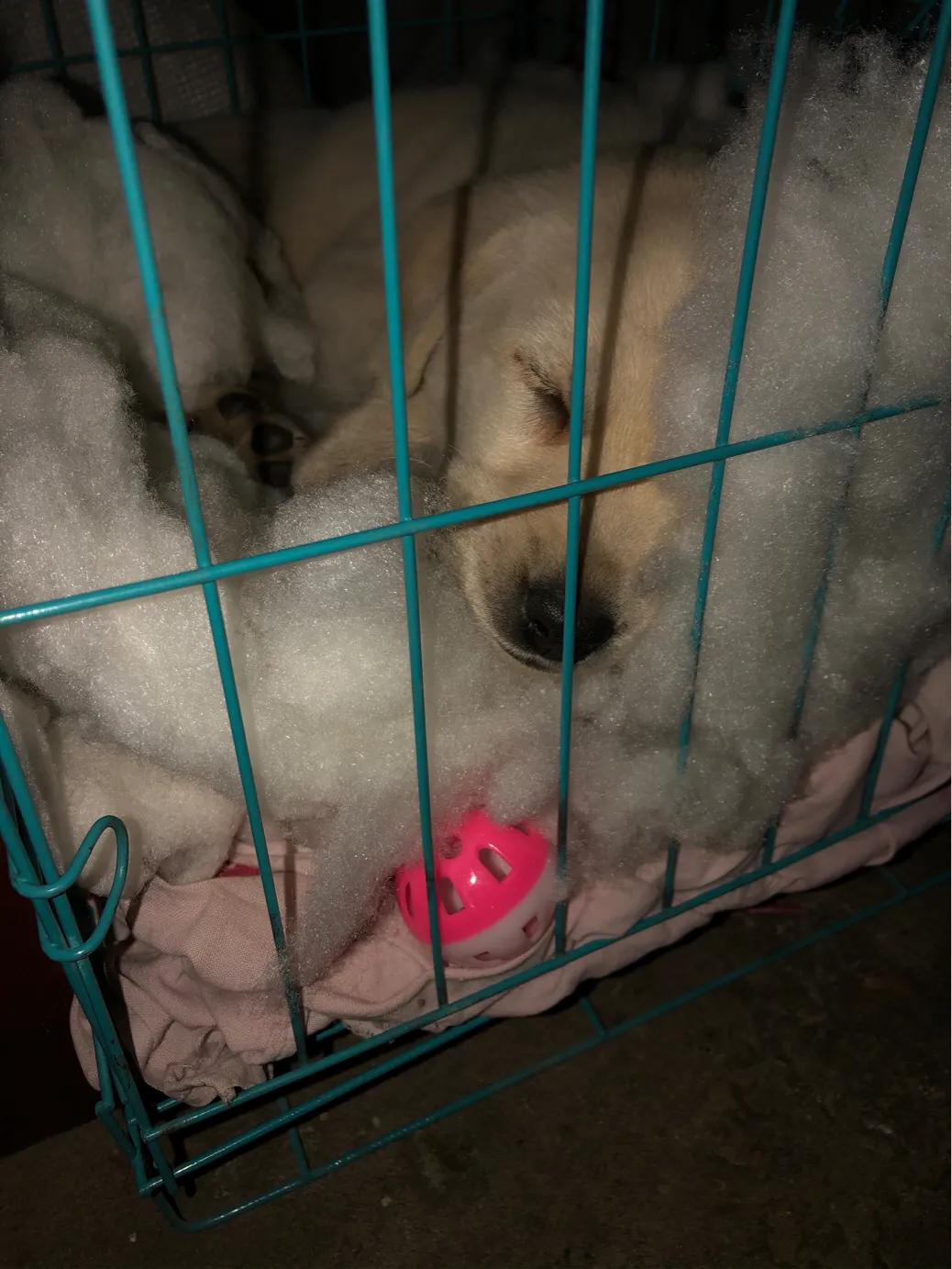 一年的狗狗得了细小好治吗,狗狗细小能治好吗怎么治