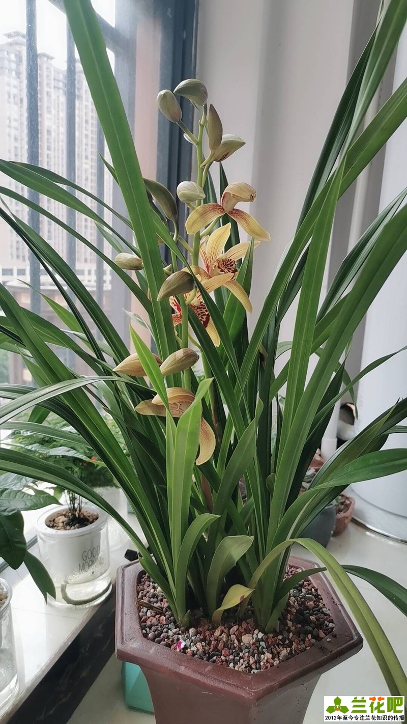 兰花浇水为了达到“润”，在3种花盆上，分享我走的弯路