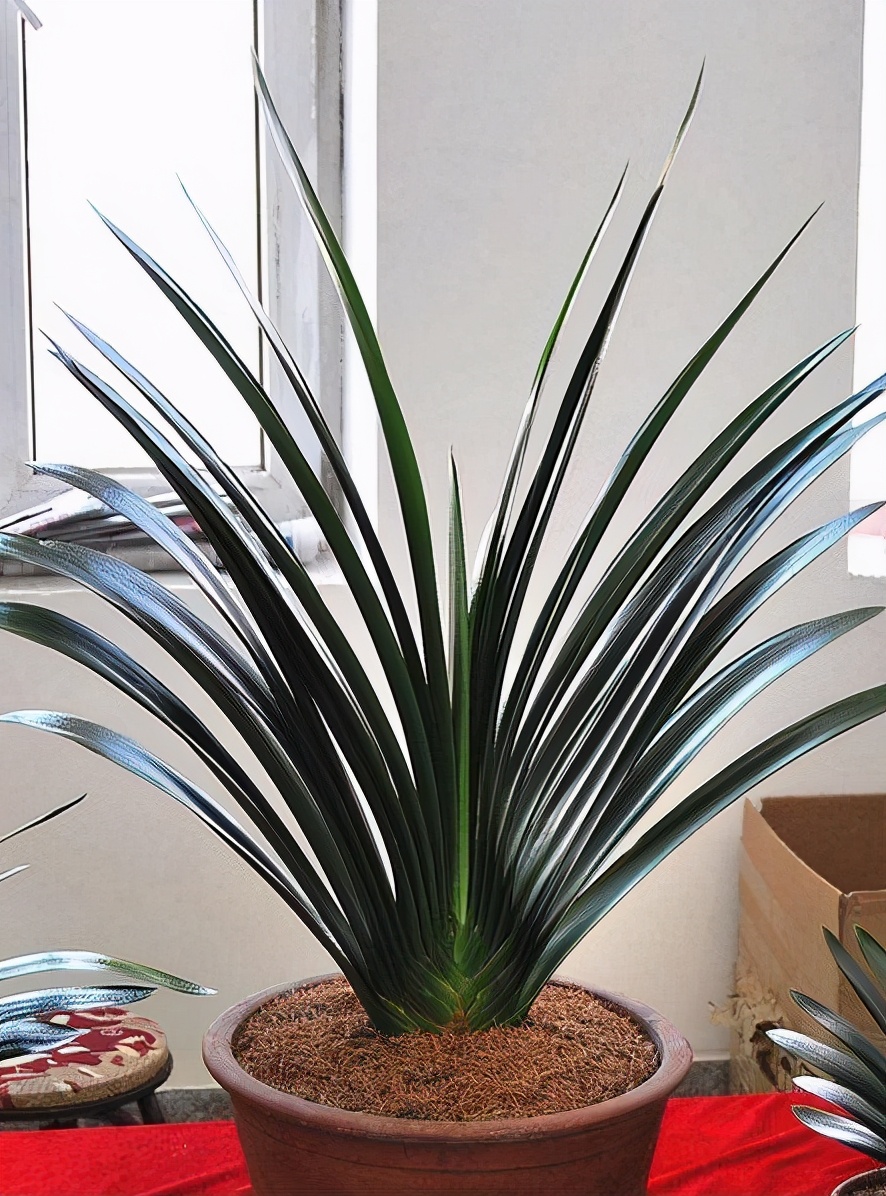 富贵花哪种最好养,4种富贵花华丽大气