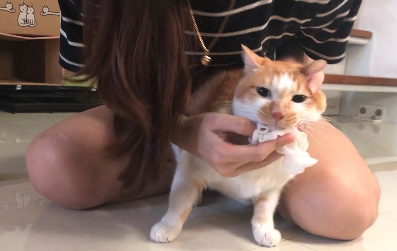 猫怎么刷牙正确方法,猫不想刷牙什么东西可以给猫刷牙
