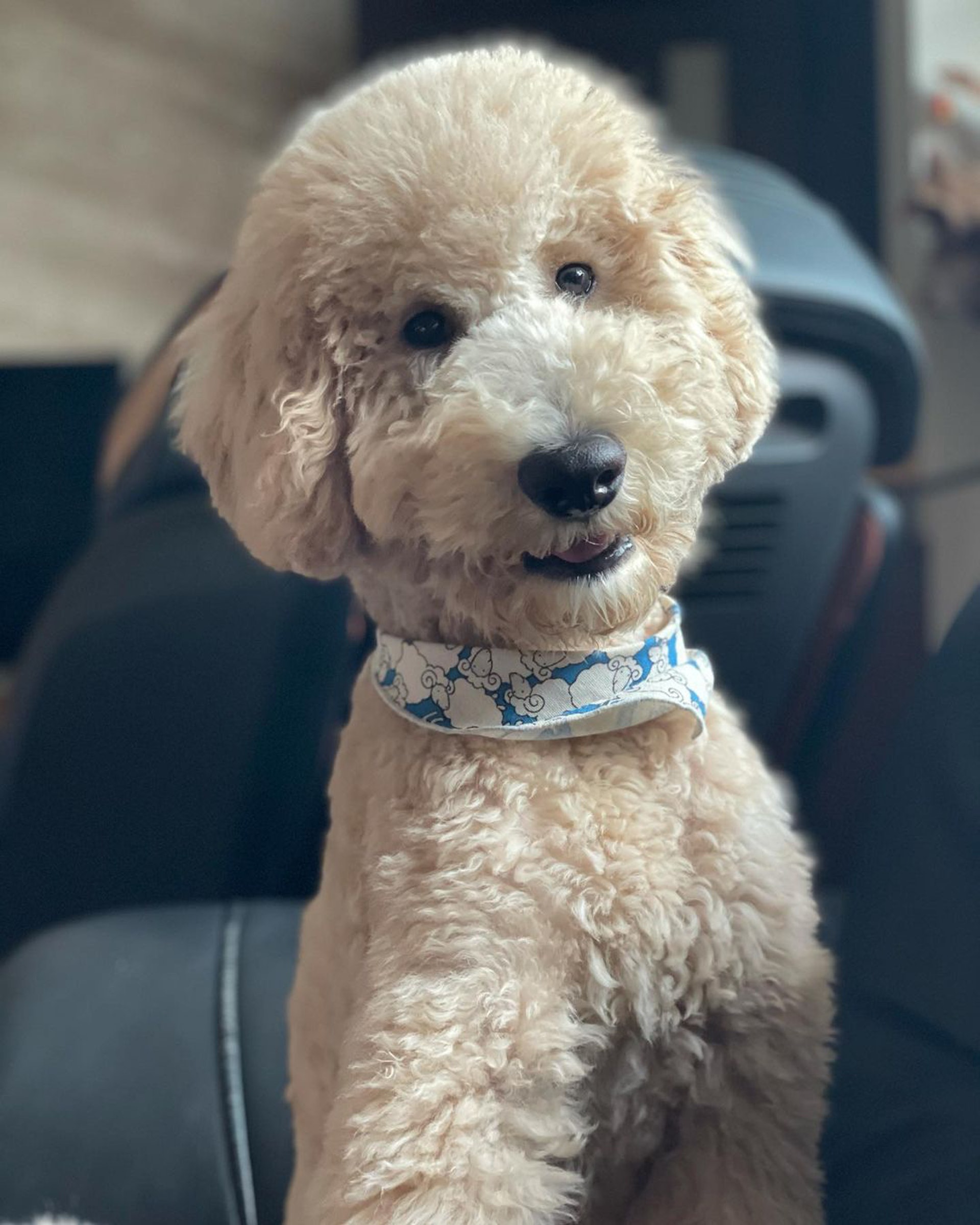 家里两只巨型贵宾犬,巨型贵宾犬发疯