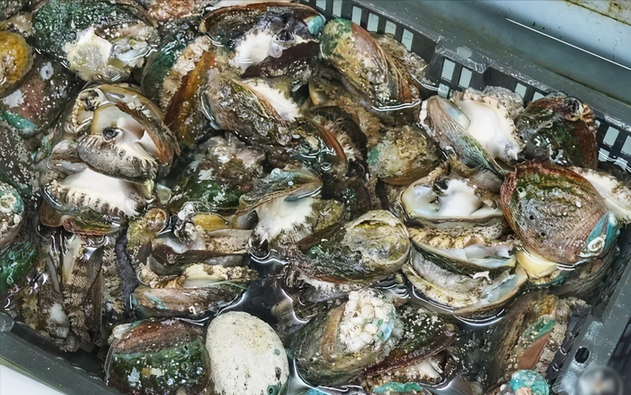 鲍鱼养殖如何赚钱,人工养殖鲍鱼