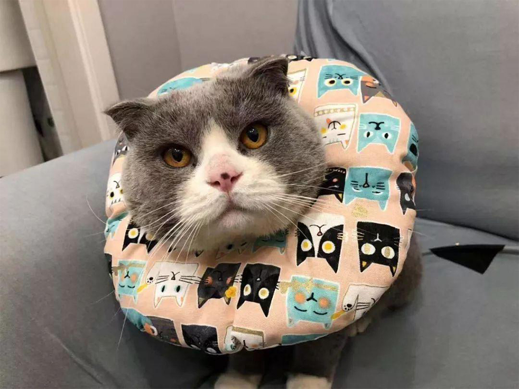 猫咪绝育手术后拆线后如何护理,猫咪绝育后护理注意事项