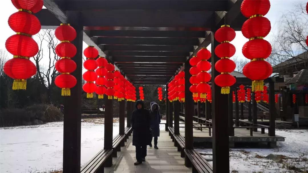 美美美！海淀这个地儿，万株兰花惊艳来袭，你招架的住吗？