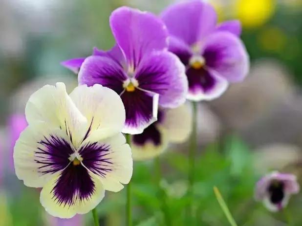 三色堇鬼脸花,三色堇为什么叫鬼脸花