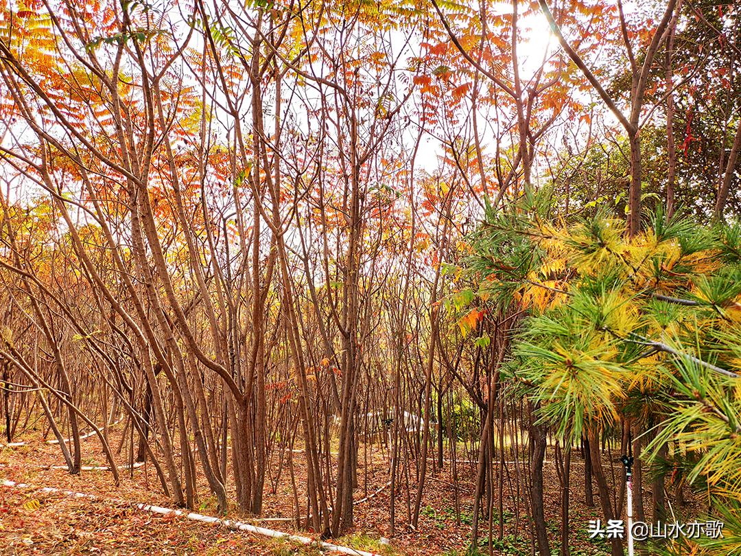 石家庄滹沱河生态区风景如画,石家庄市滹沱河美景