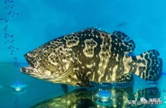 好吃不贵的海鲜种类有哪些,最好吃又最常见海鲜有几种