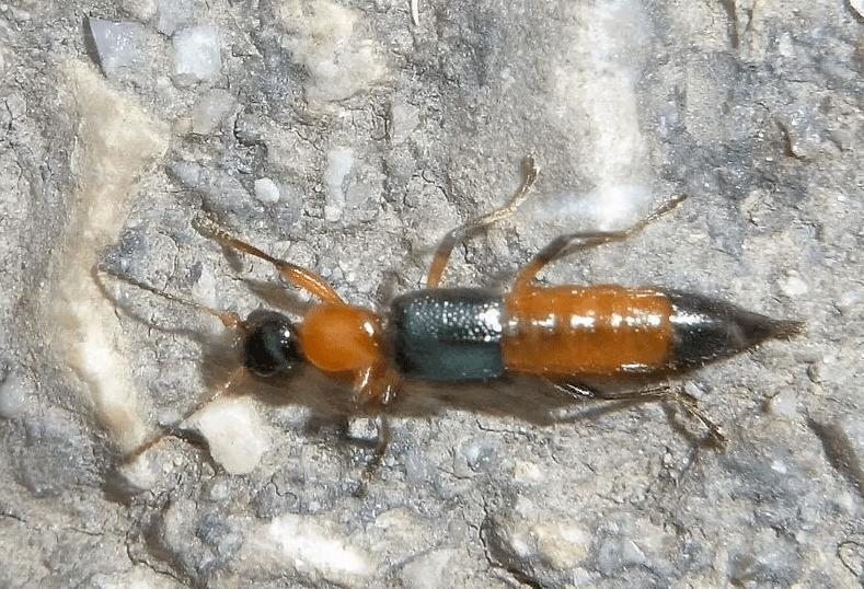 小女孩被虫子咬了差点毁容,虫子咬小孩差点毁容