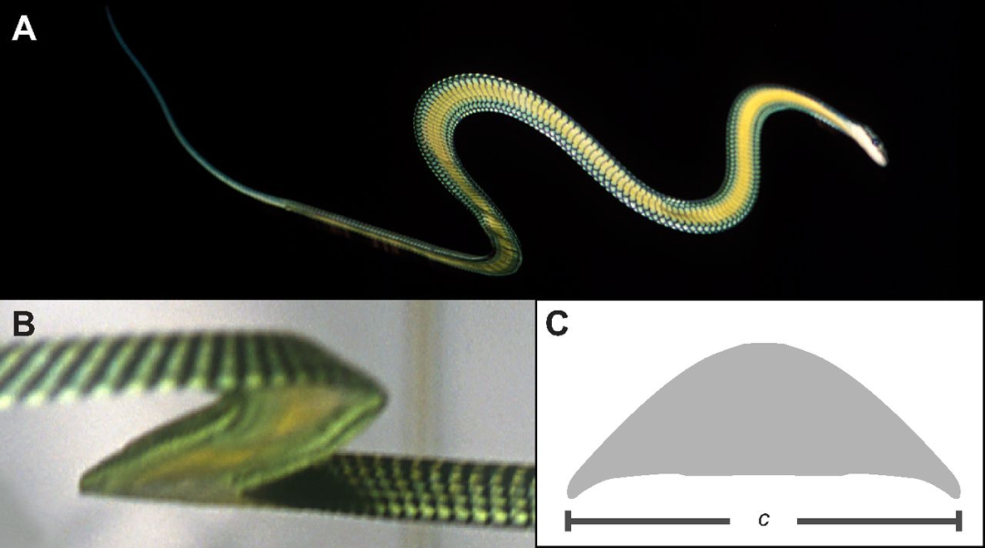 金花蛇飞行原理,没有翅膀也能飞中国科学家