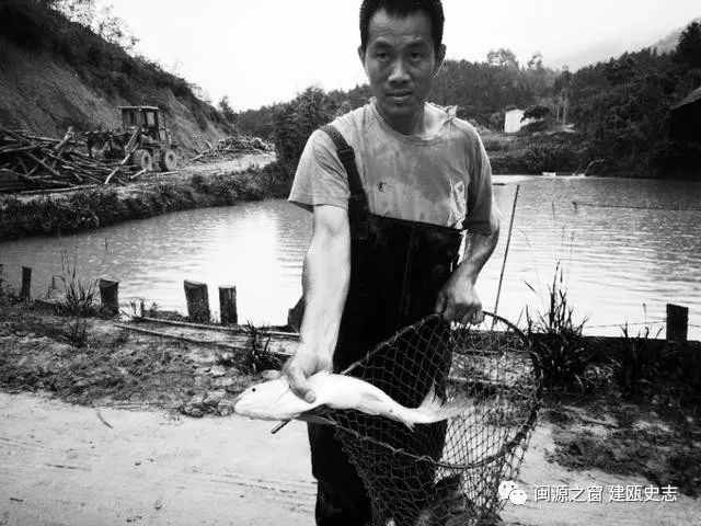 【建州风情】闽源人梨山麓的木樨,犀白鱼采风行！