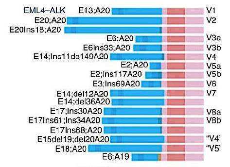 alk阳性肺癌靶向药效果,alk阳性肺癌诊疗指南