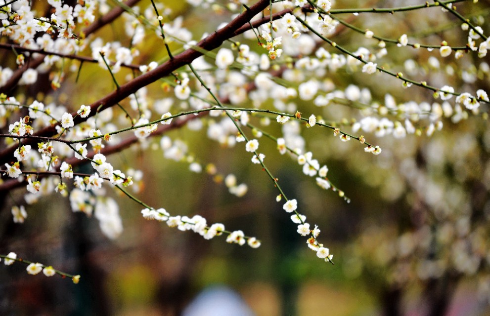 春雨江苏东台,春雨江苏无锡