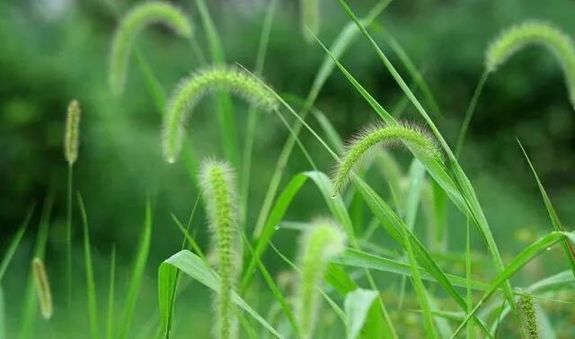 狗尾巴草怎么编兔子教程,狗尾巴草编小东西简单教程