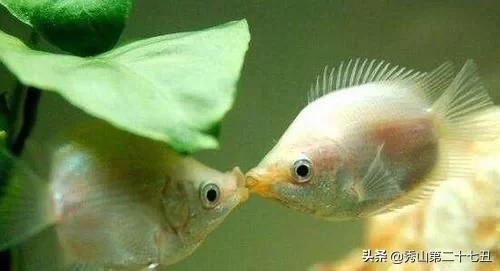 十大最省心又好养的宠物排行,公认十大好养又便宜的宠物