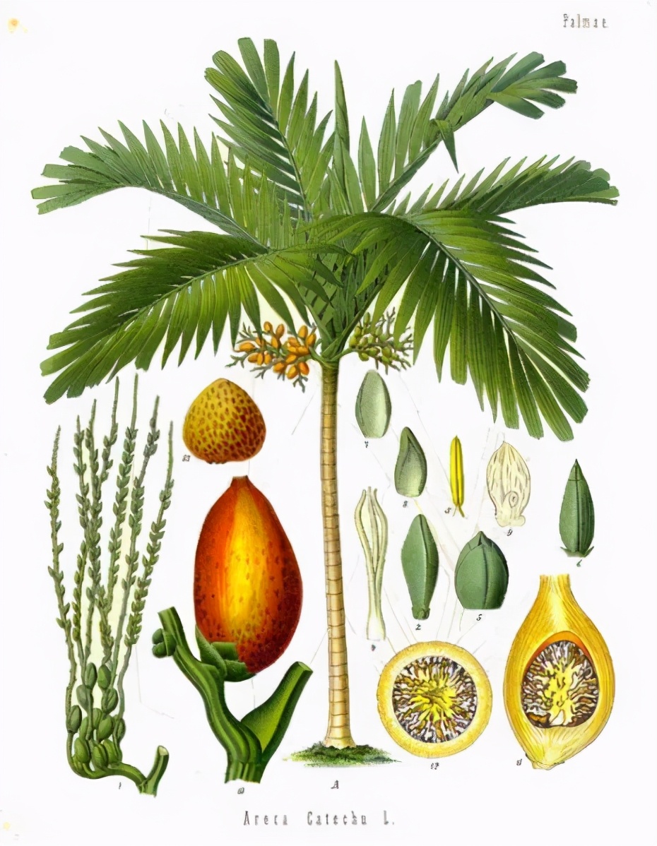 口腔癌患者自述槟榔上瘾,现实生活中槟榔的危害口腔癌患者