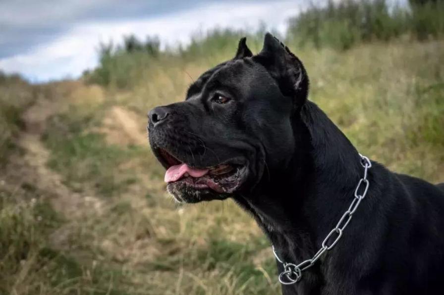 狗服从性训练有哪些,对主人最服从的狗排名