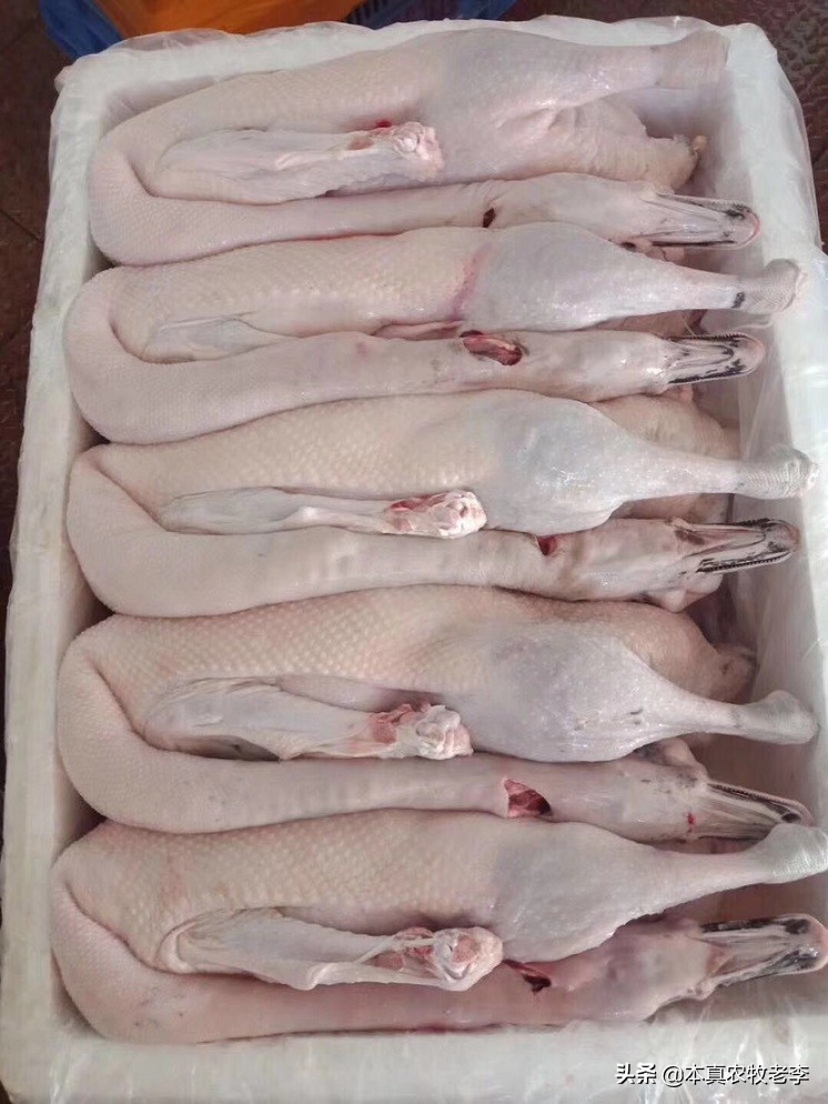 养鹅销售渠道有哪些,养殖户怎么找销售