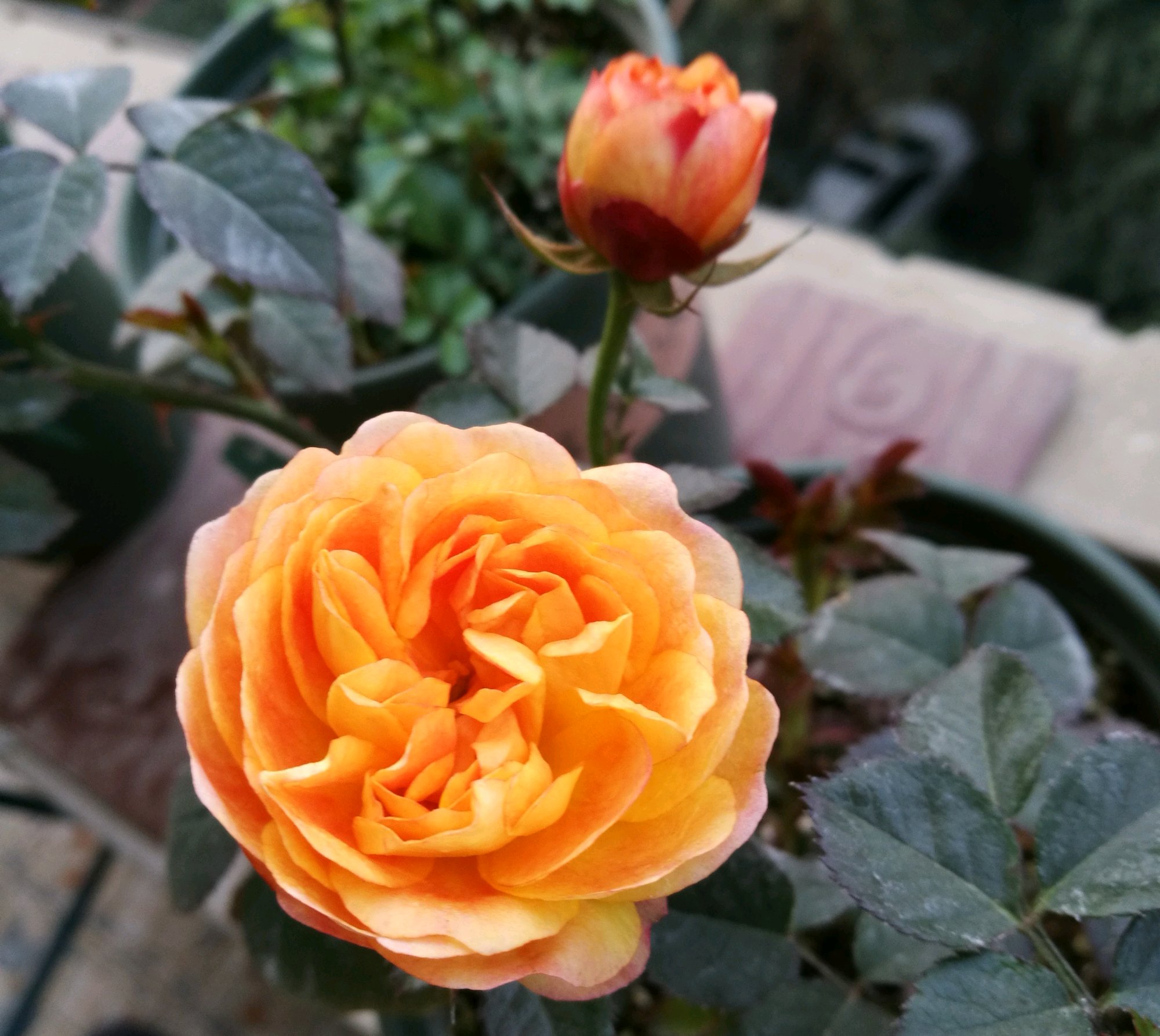 5月份刚上盆的阳台多肉怎么养护,多肉植物夏季养护问题讲解