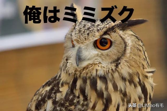 宫崎骏老爷爷笔下经典形象龙猫的原型居然是个鸟,WTF+问号脸