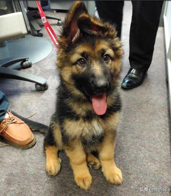 小时候的德牧有多萌,德牧小时候的神仙颜值