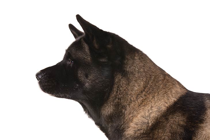 日本神犬秋田犬,美版忠犬八公的秋田犬