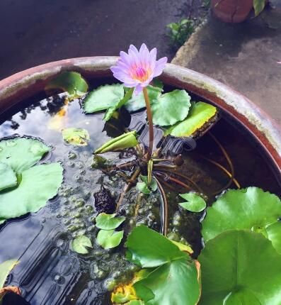 废弃水缸多肉植物造景,坛子种碗莲怎么种好看
