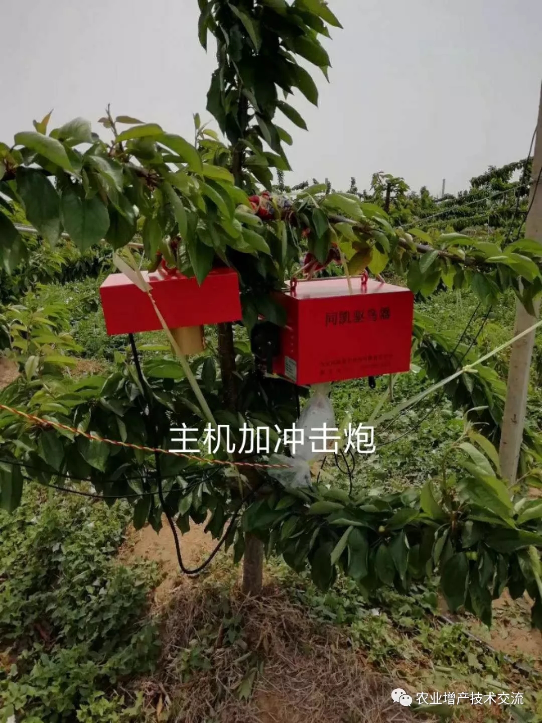 热死了,如何解决果树高温危害?这些措施少不了!