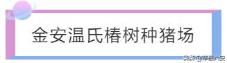 安徽六安有没有赚钱项目,六安新型创业项目