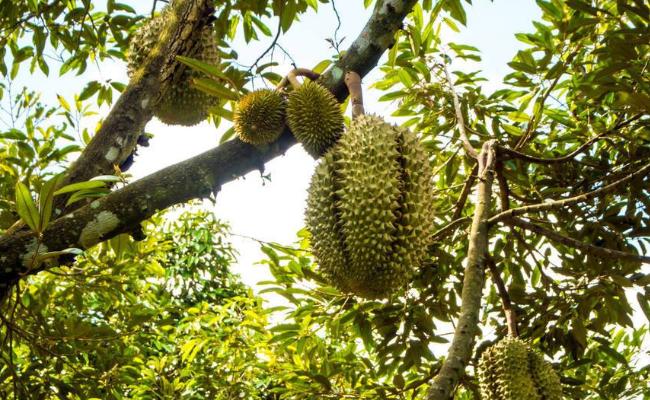 榴莲核泡在水里为什么会裂开,榴莲的核能泡发芽吗