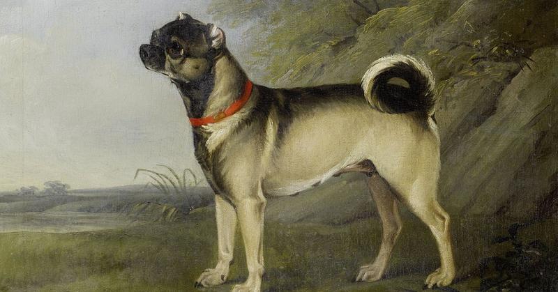 哈巴狗是什么品种的狗,哈巴狗法国皇室