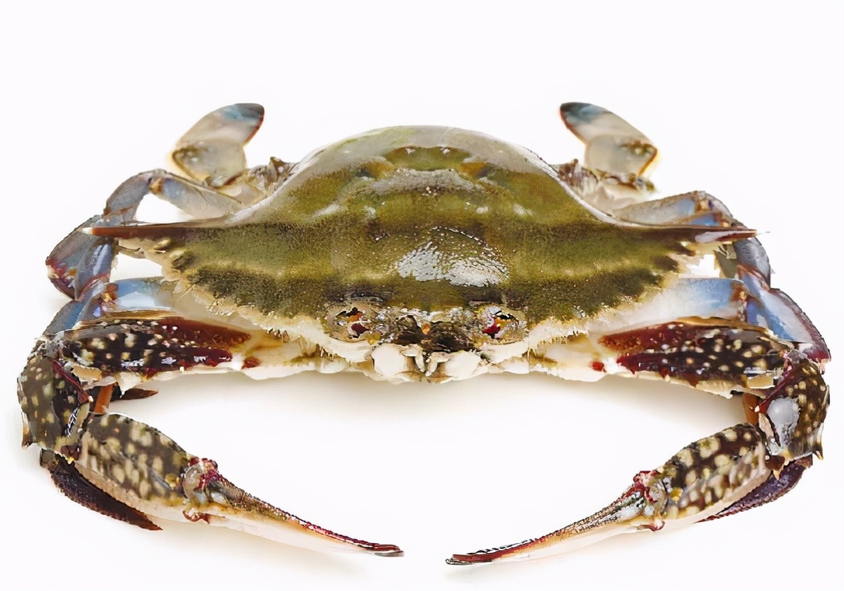 活海鲜没有海水如何保存,死海鲜放冰箱里能吃吗