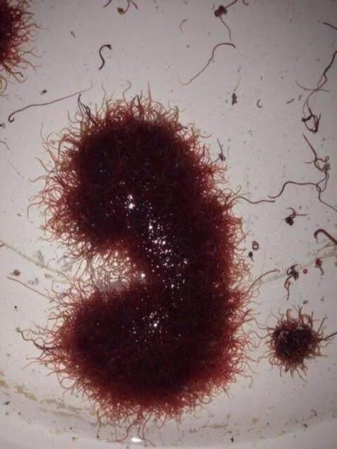 激流钓鳜鱼手法视频,传统钓流水钓法