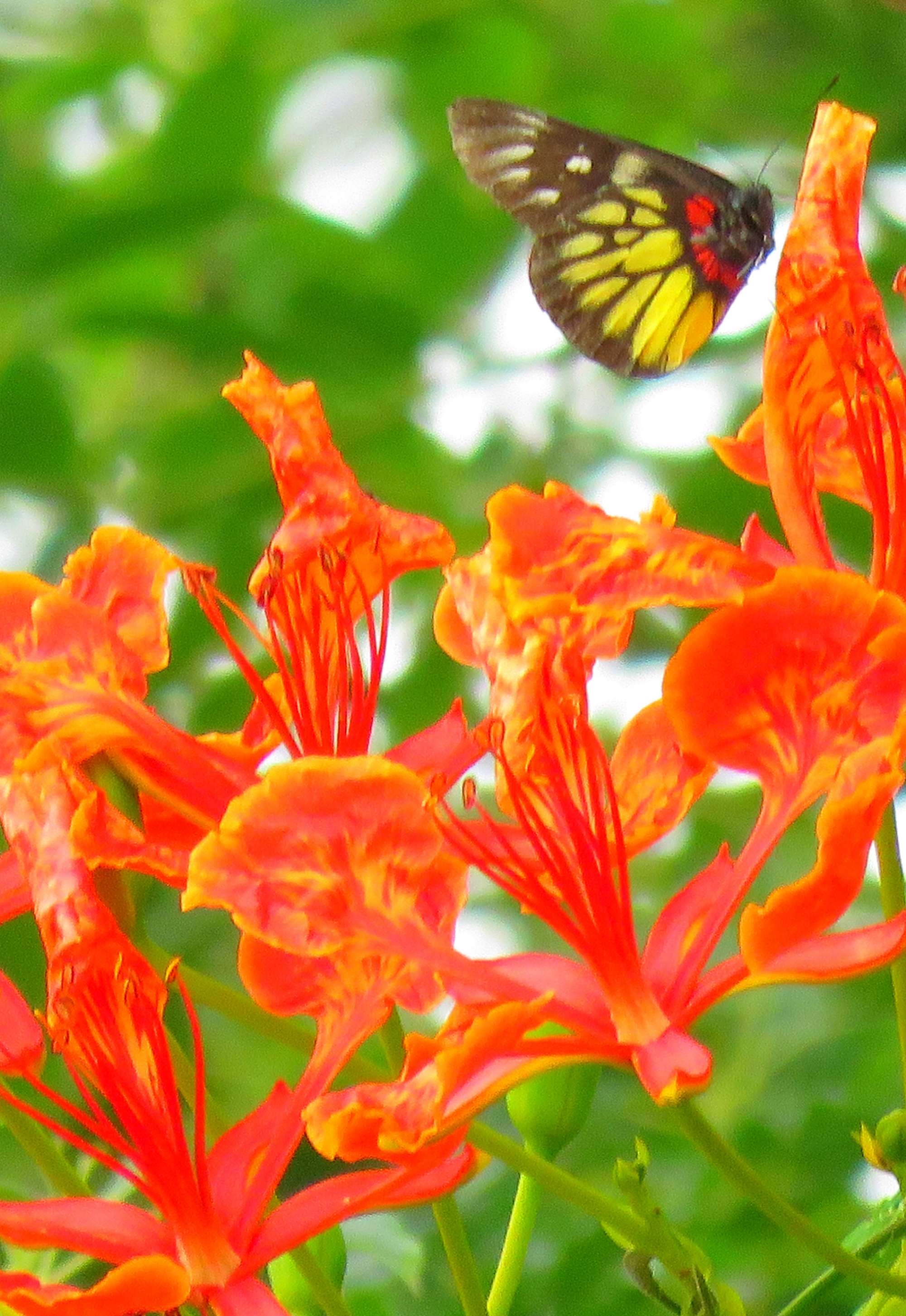 毕业季的凤凰花和栀子花,毕业季凤凰花开的时候