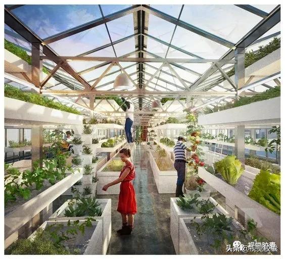 乡村蔬菜大棚的设计,蔬菜精美设计图片