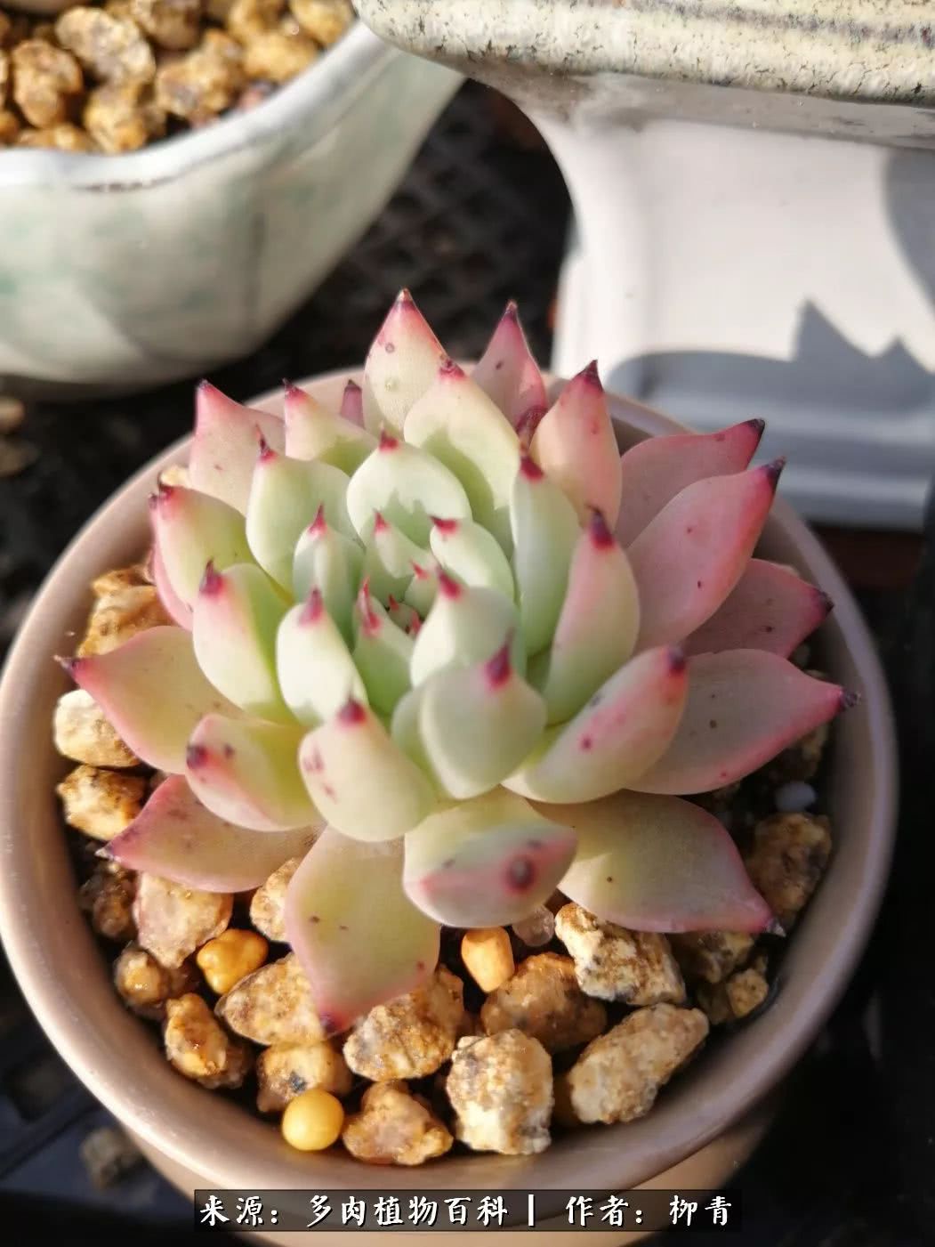 从入卡坑一个月到入卡坑三年,从入坑到现在所有品种开花图