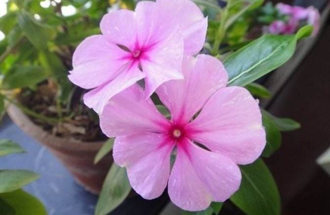 花卉养的土特别硬怎么回事,种植物的土太硬怎么回事